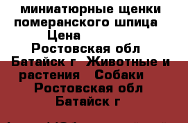 миниатюрные щенки померанского шпица › Цена ­ 30 000 - Ростовская обл., Батайск г. Животные и растения » Собаки   . Ростовская обл.,Батайск г.